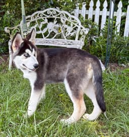 Echo- Wks-Neuter Contract Required- image 3