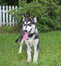 Breeze-Wks-Spay Contract Required- image 1