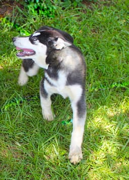 Breeze-Wks-Spay Contract Required- image 2