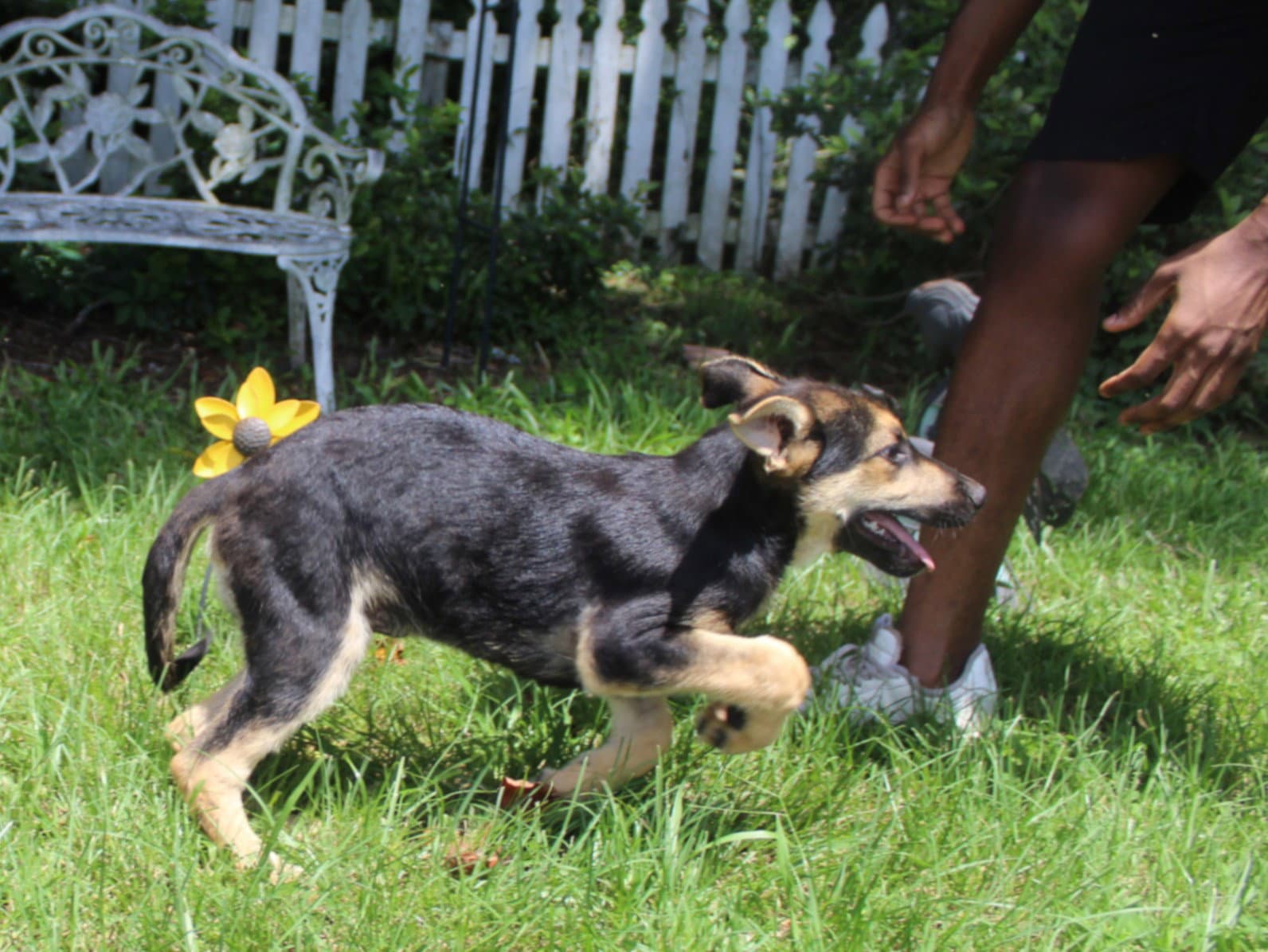 Banx-Wks-Neuter Contract Required - German Shepherd Dog