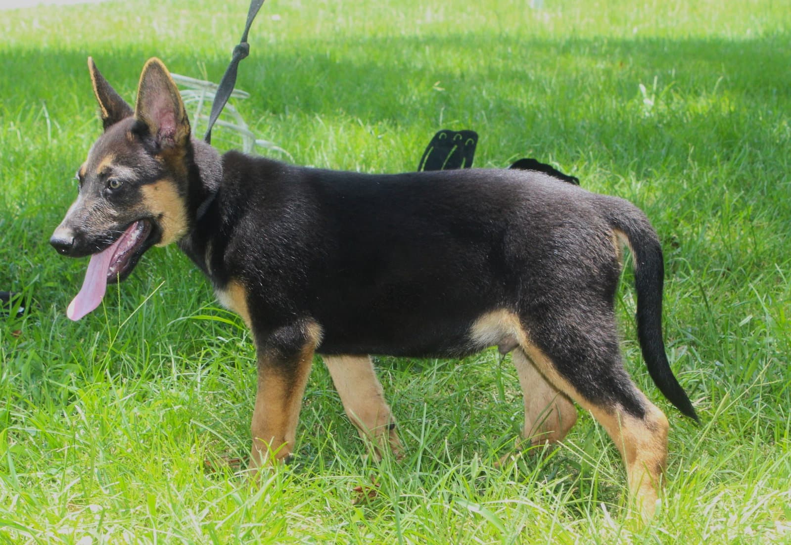 Diesel- Wks Neuter Contract Required - German Shepherd Dog