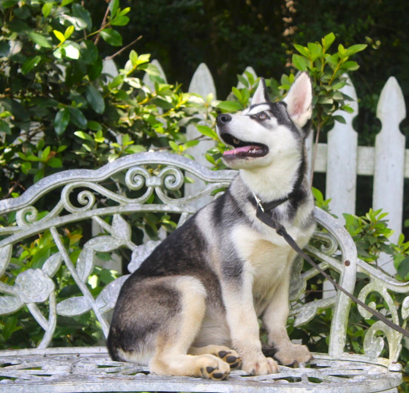 Fancypants-Wks-Spay Contract Re - Siberian Husky