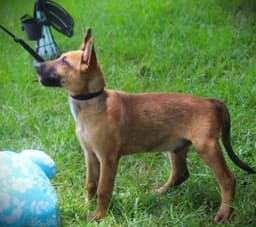 Trooper- Weeks-Neuter Contract Required image 1