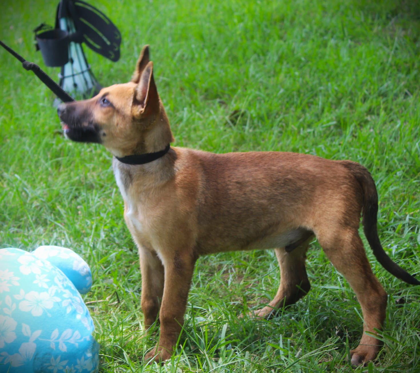 Trooper- Weeks-Neuter Contract Required - German Shepherd Dog