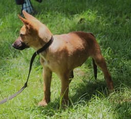 Trooper- Weeks-Neuter Contract Required image 2