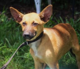 Trooper- Weeks-Neuter Contract Required image 3