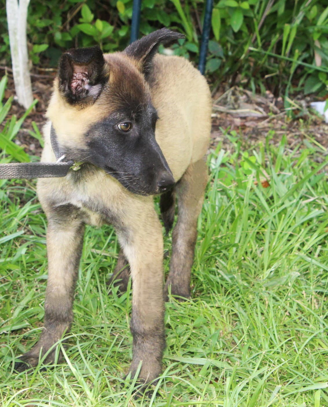 Tigra-Wks-Spay Contract Required - German Shepherd Dog