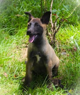 Tigra-Wks-Spay Contract Required image 2