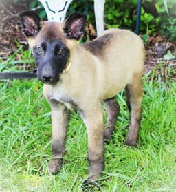 Tigra-Wks-Spay Contract Required image 3