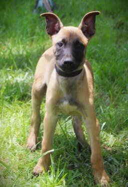 Scout-Wks-Neuter Contract Required image 1