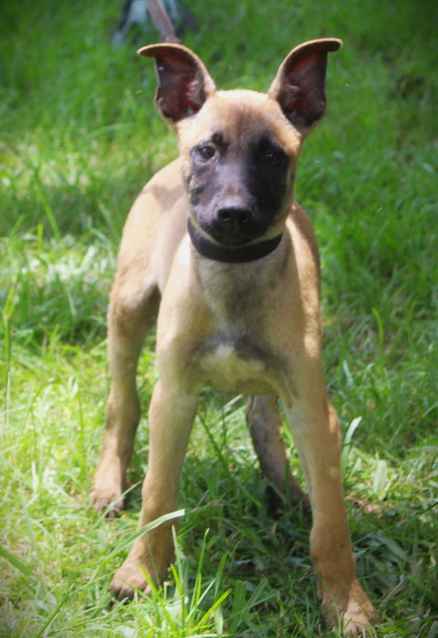 Scout-Wks-Neuter Contract Required - German Shepherd Dog