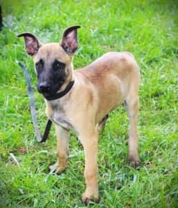Scout-Wks-Neuter Contract Required image 2