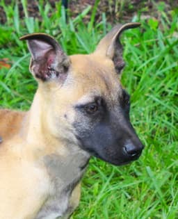 Scout-Wks-Neuter Contract Required image 3