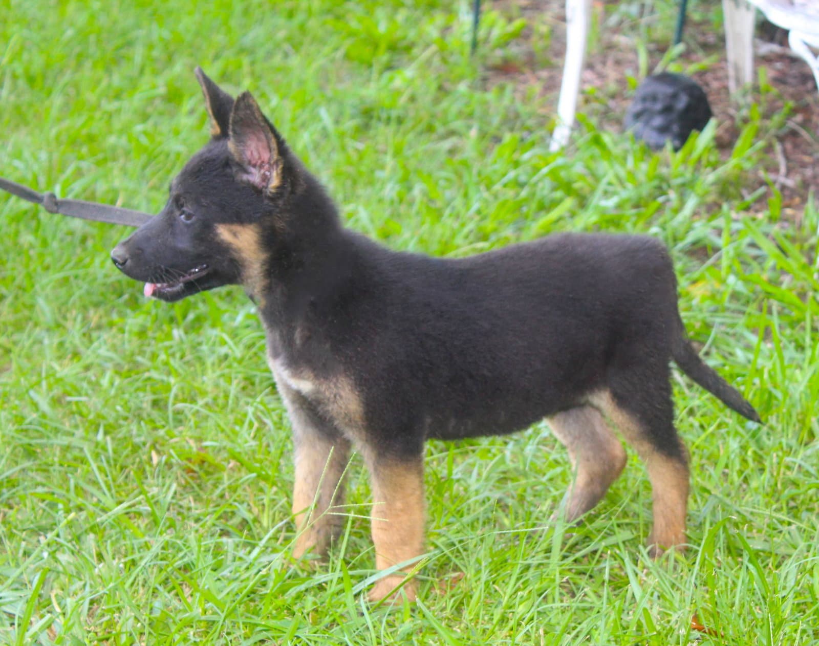 Julz-Wks-Spay Contract Required - German Shepherd Dog