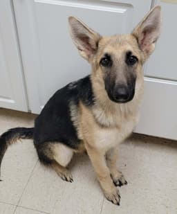 Buffy-Months-Spay Contract Required- image 1