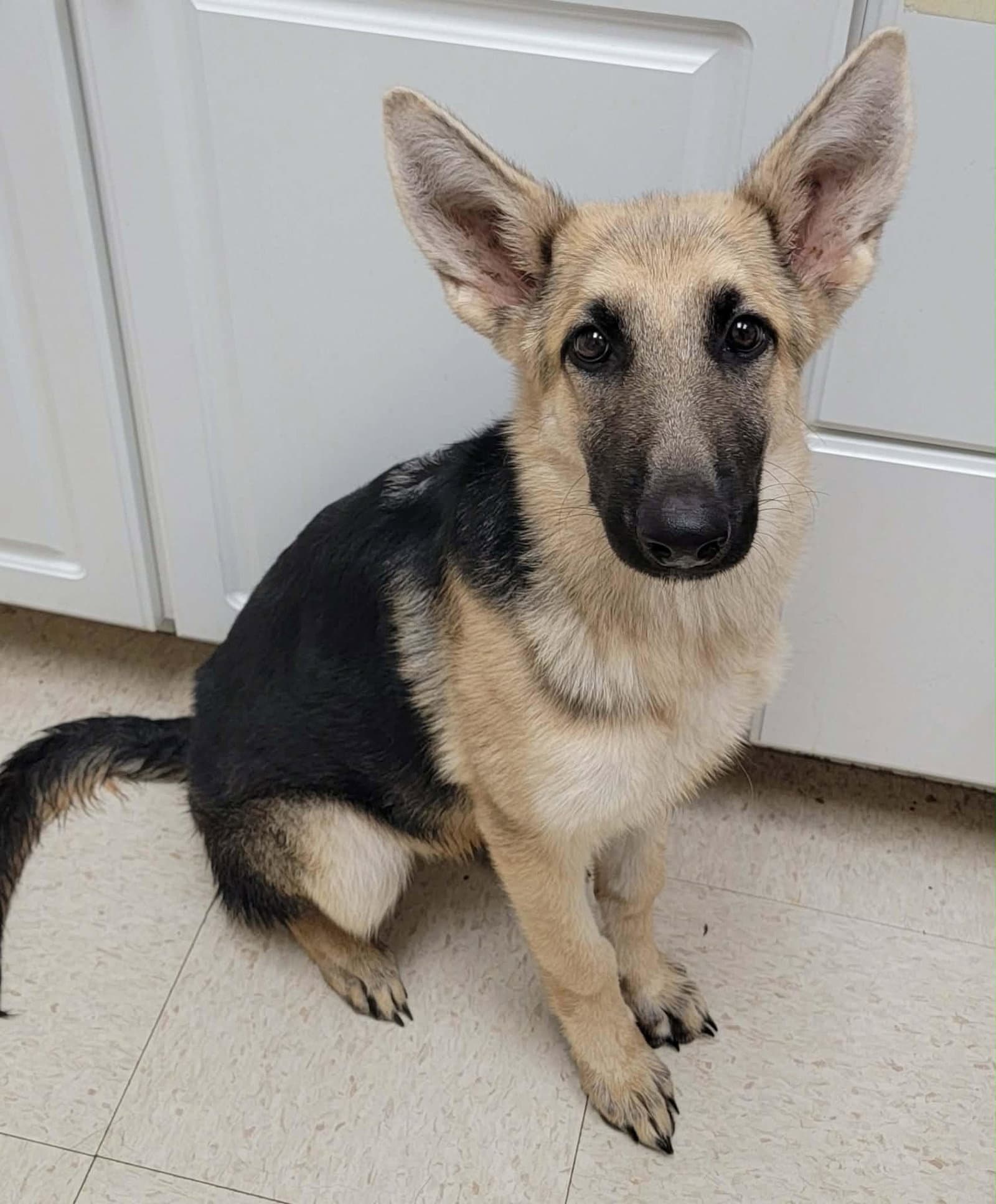 Buffy-Months-Spay Contract Required- - German Shepherd Dog