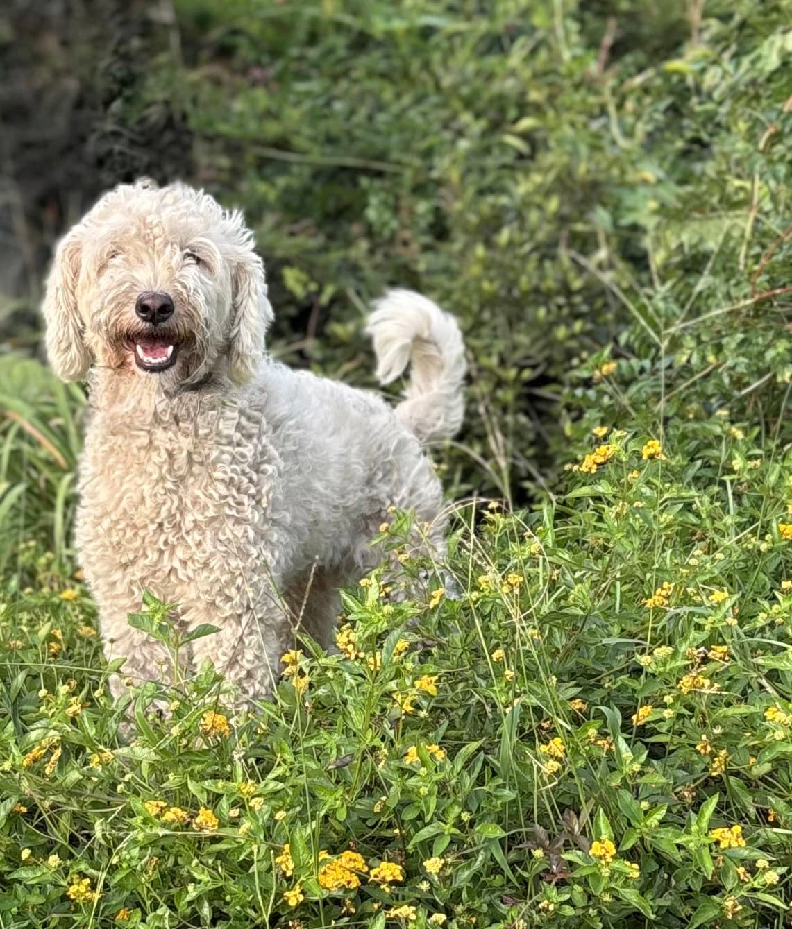 Kenzo-  Mnths Super Sweet Doodle- - Poodle (Miniature)