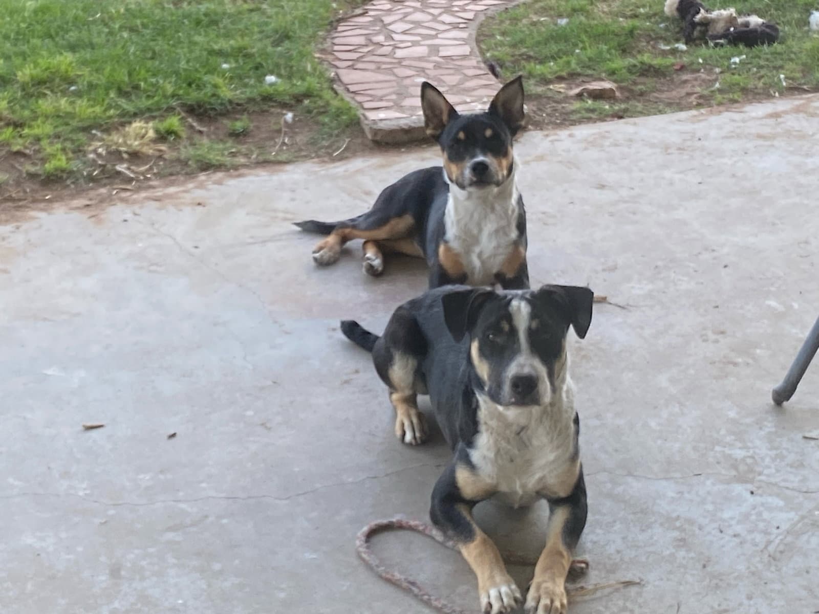 Linus And Lucy Courtesy - Shepherd
