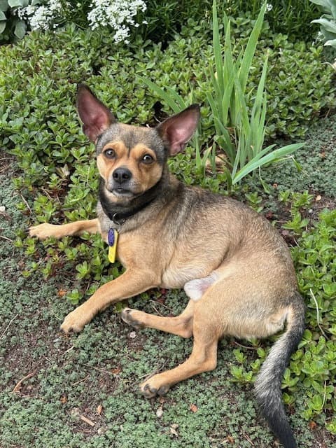 Colby - Chihuahua
