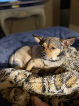 Colby image 2