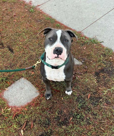 Benny Courtesy - Staffordshire Bull Terrier