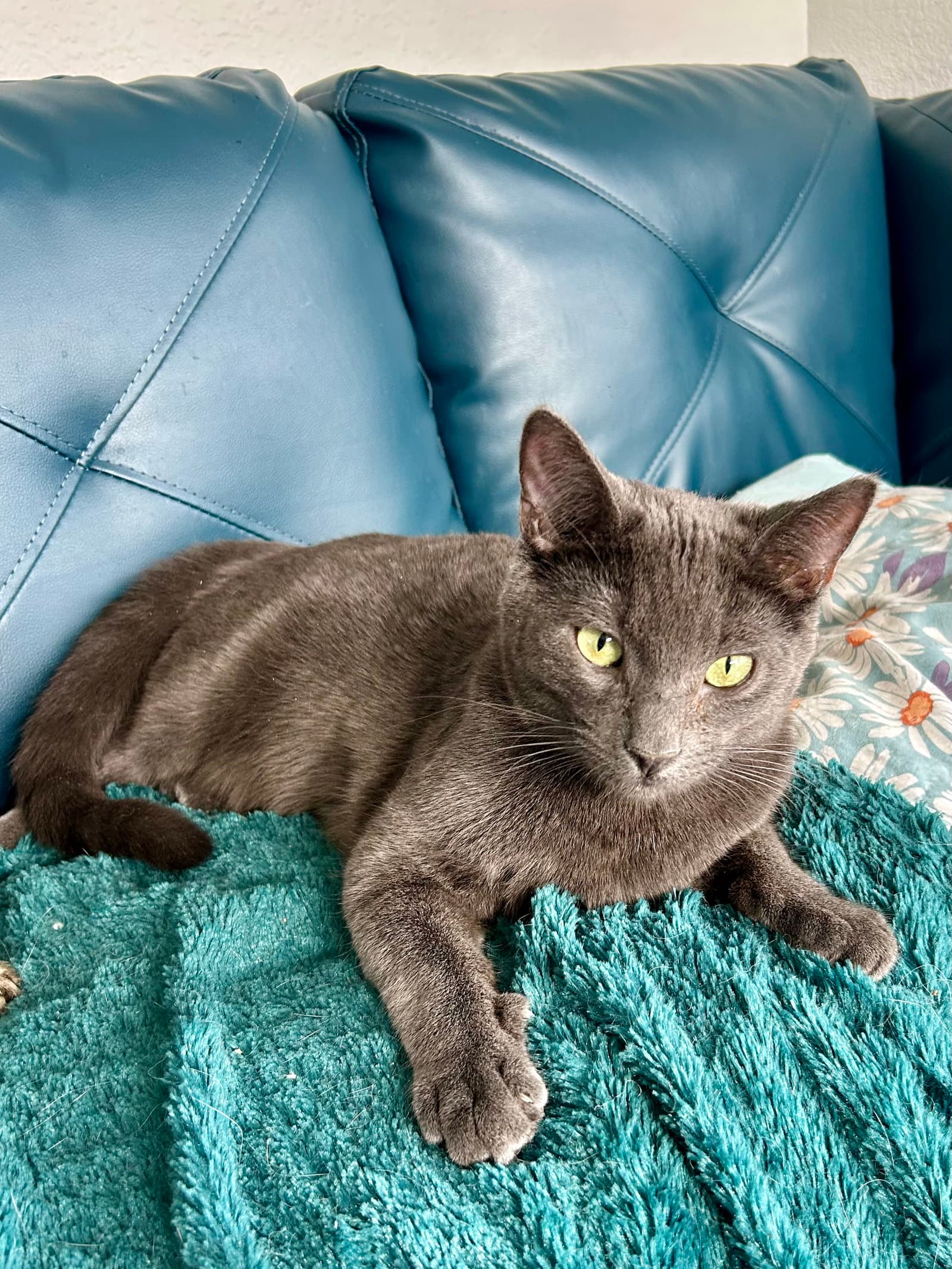 Cayenne - Domestic Short Hair