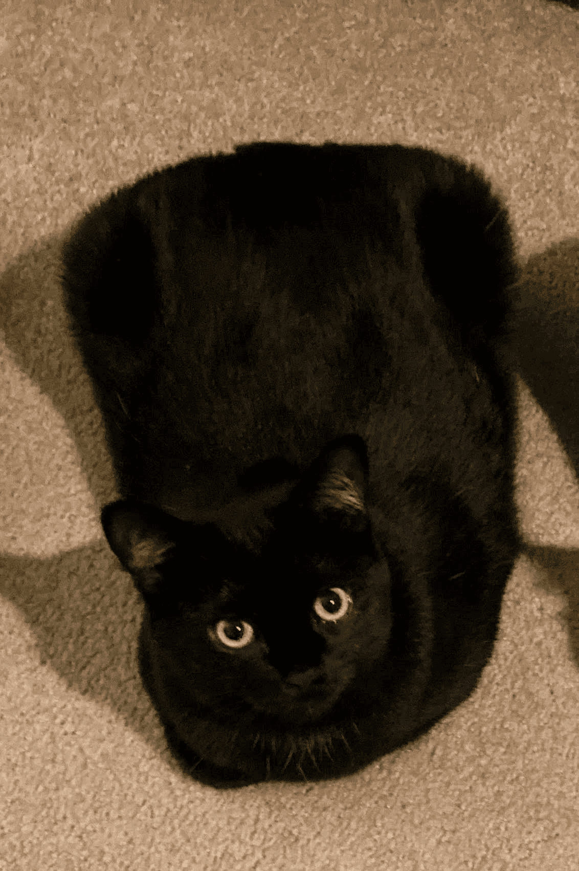 Eloise Ellie Courtesy - Domestic Short Hair