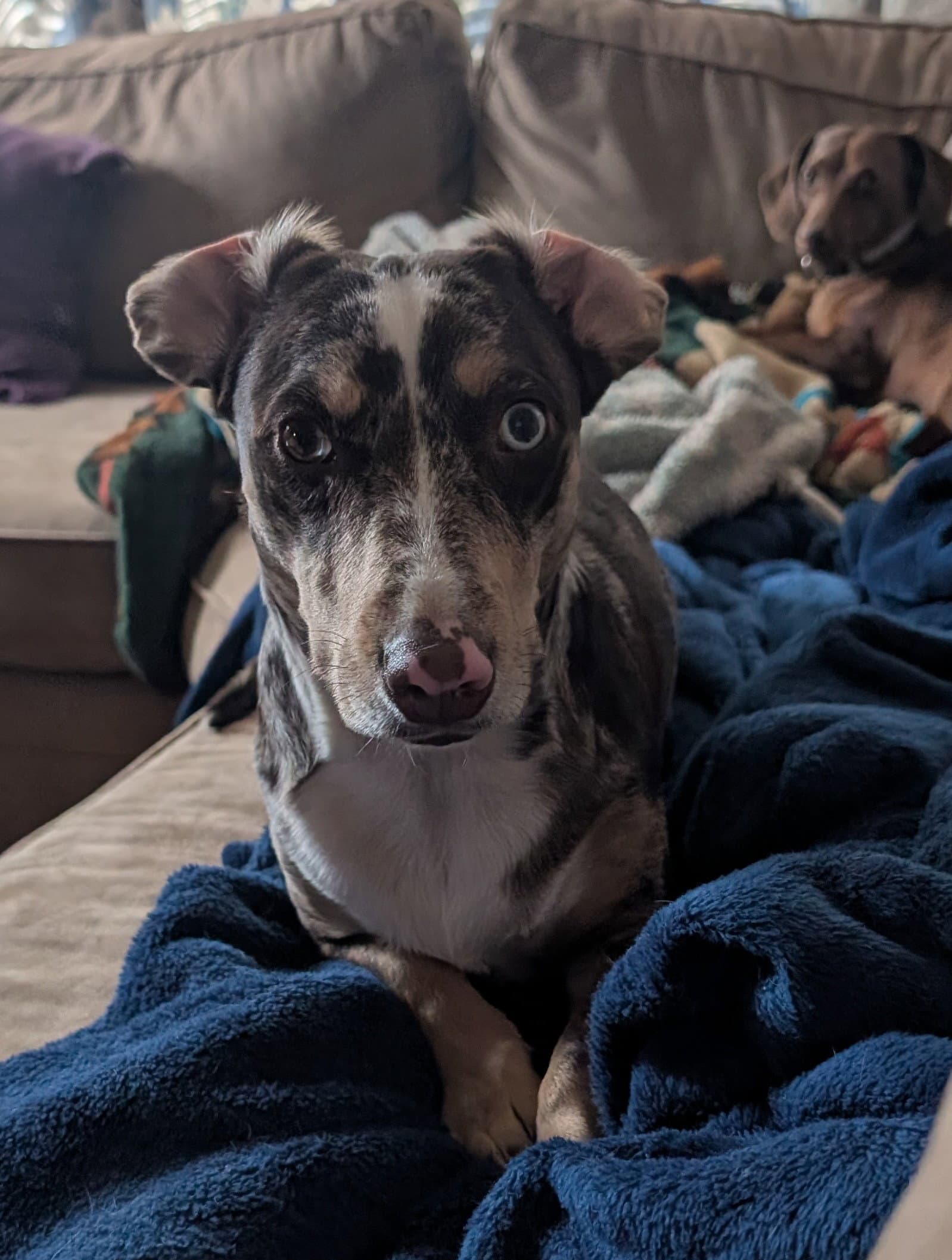 Willow Ray Courtesy - Dachshund