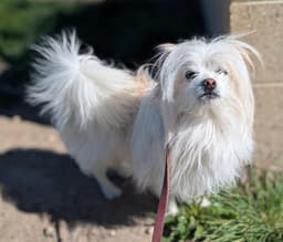 Fluffy image 4