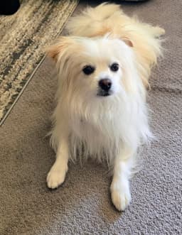 Fluffy image 1