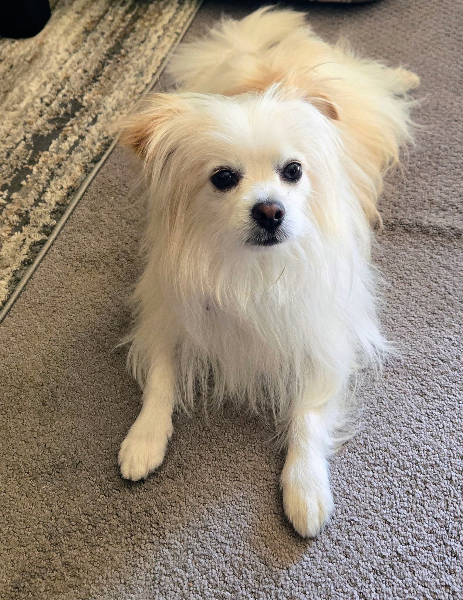Fluffy - Maltese