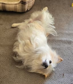 Fluffy image 2