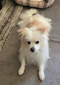 Fluffy image 3