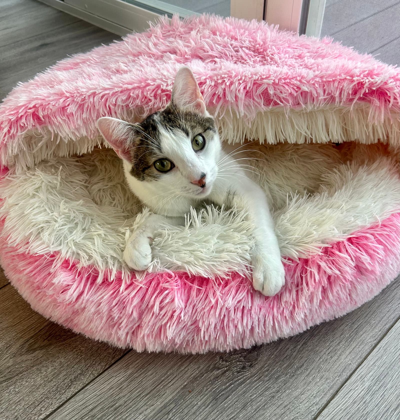 Mezzo - Domestic Short Hair