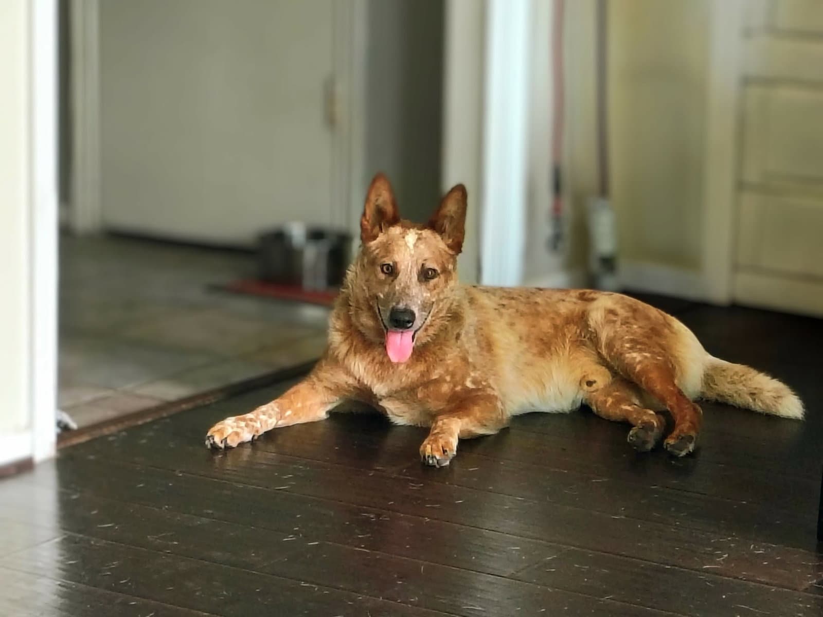 Aero Courtesy - Australian Cattle Dog/Blue Heeler