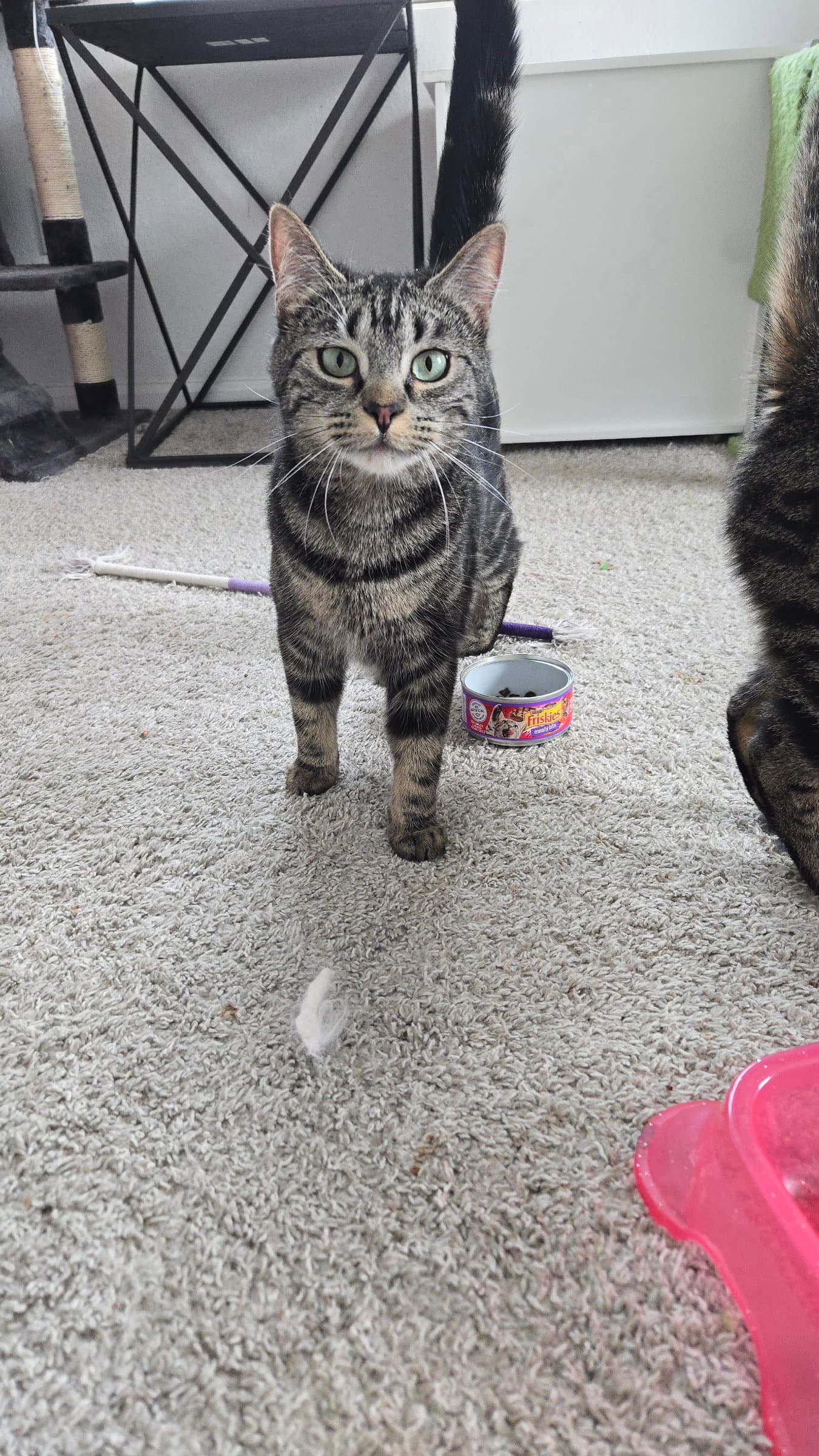 Nell - Domestic Short Hair