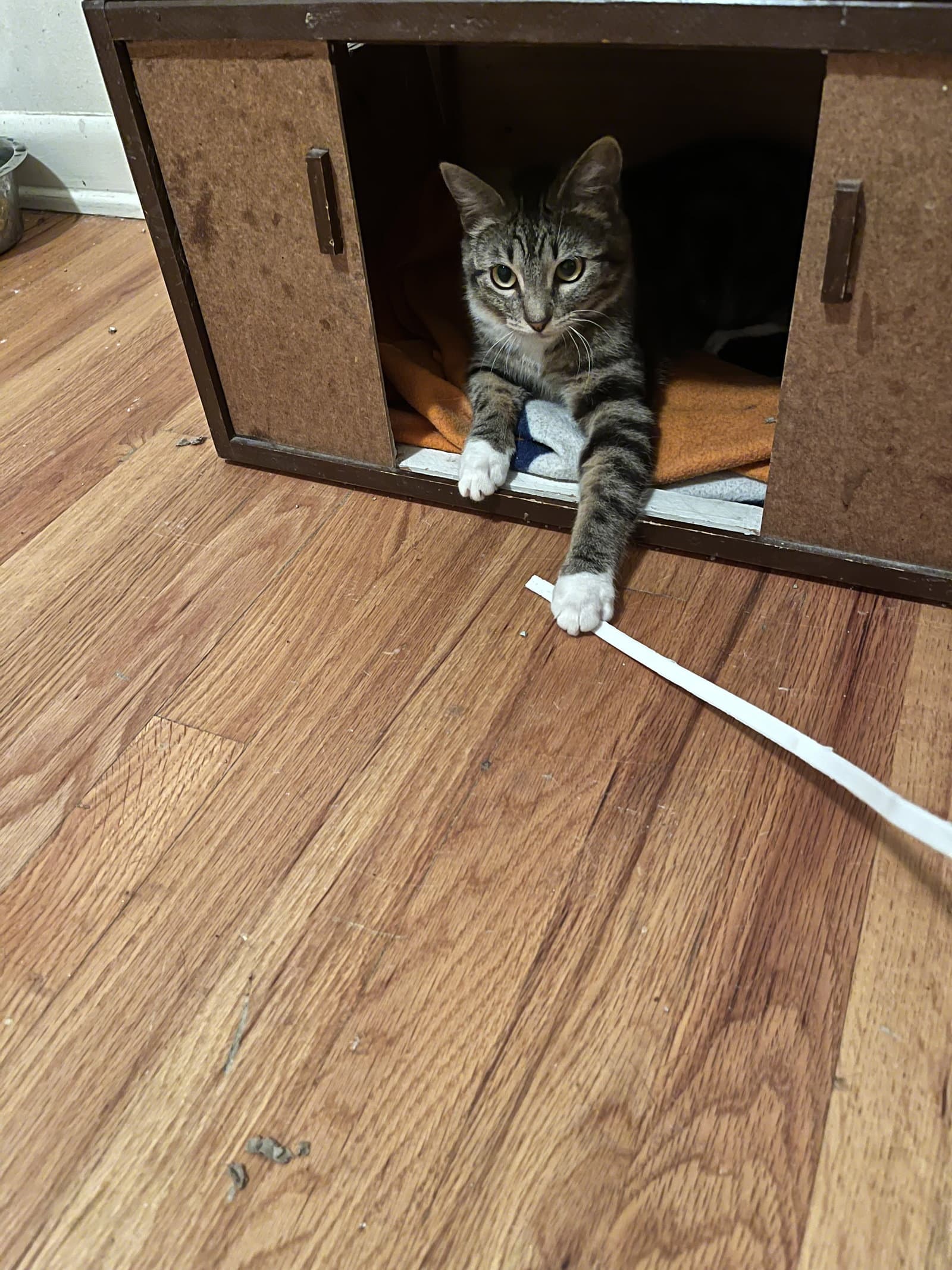 Tamale - Domestic Short Hair