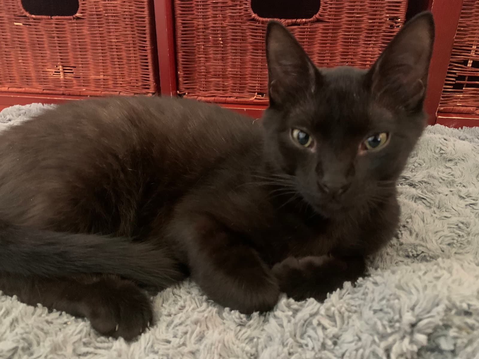 Obsidian - Domestic Short Hair