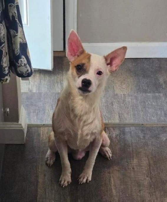 Bruno - Chihuahua