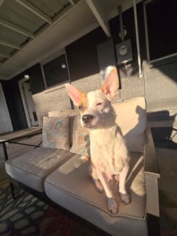Bruno image 2
