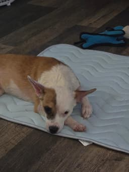 Bruno image 3