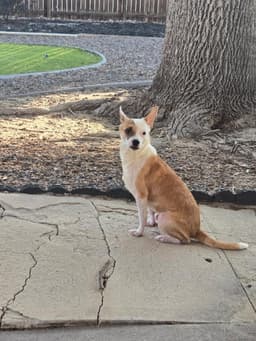 Bruno image 4
