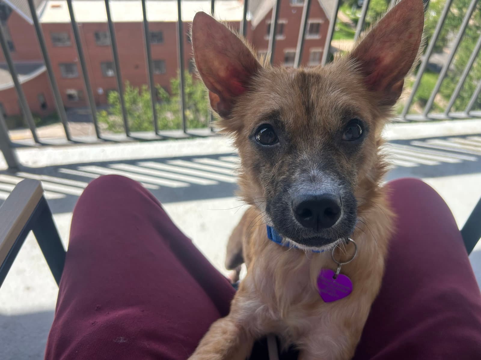 Rusty - Chihuahua