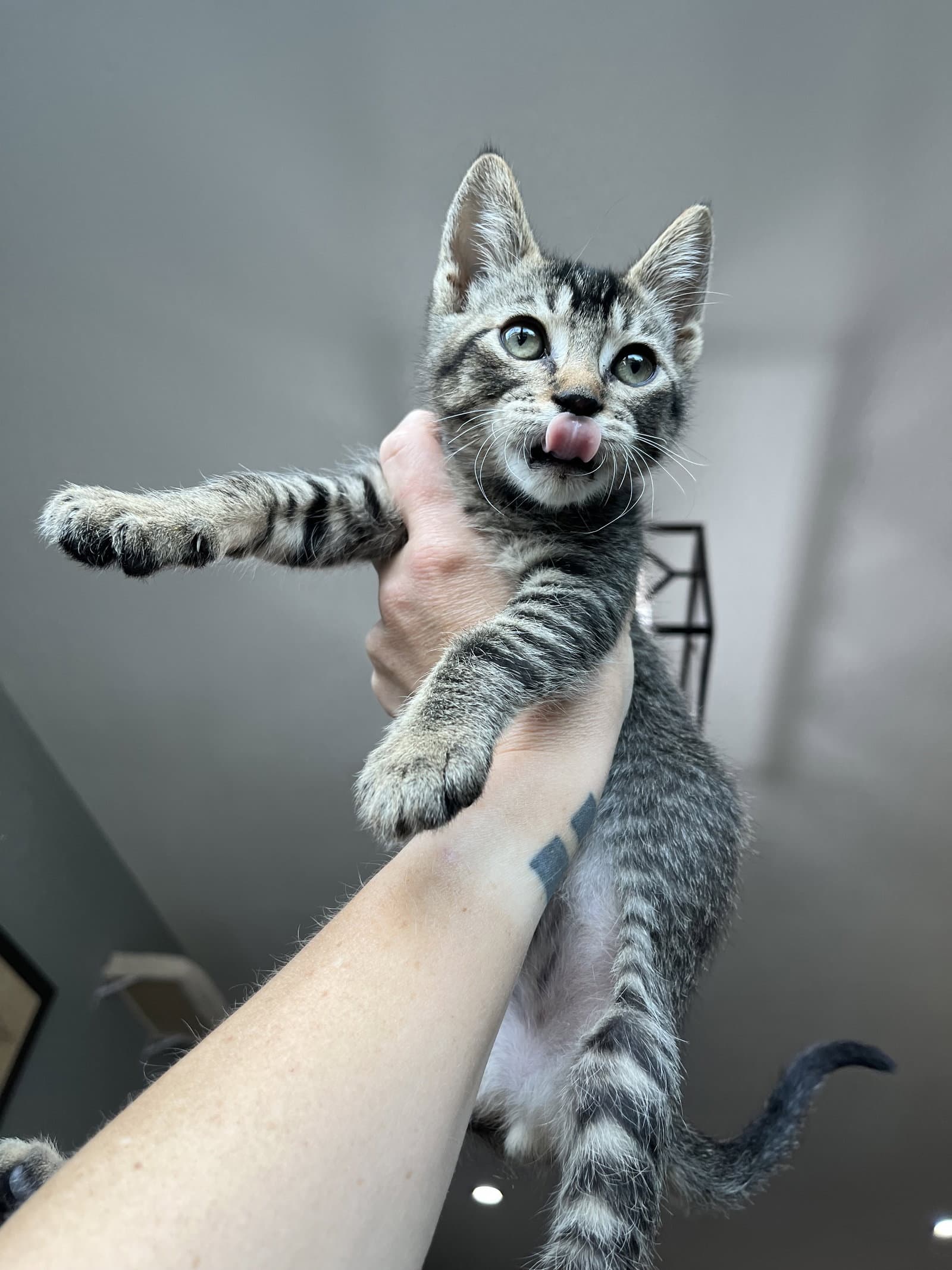 Captain Jack Sparrow Cappy - Domestic Short Hair