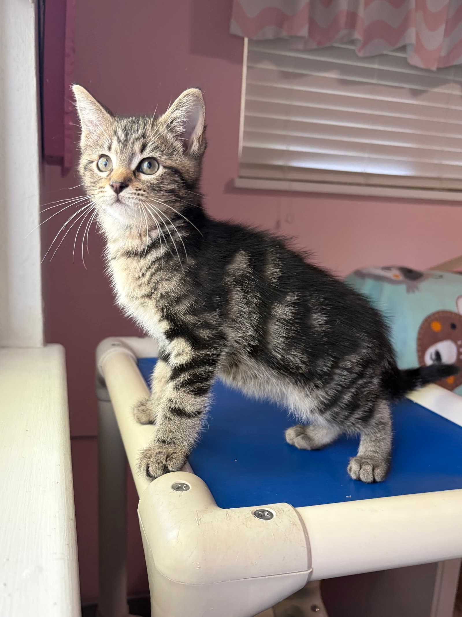 Ollivander - Domestic Long Hair