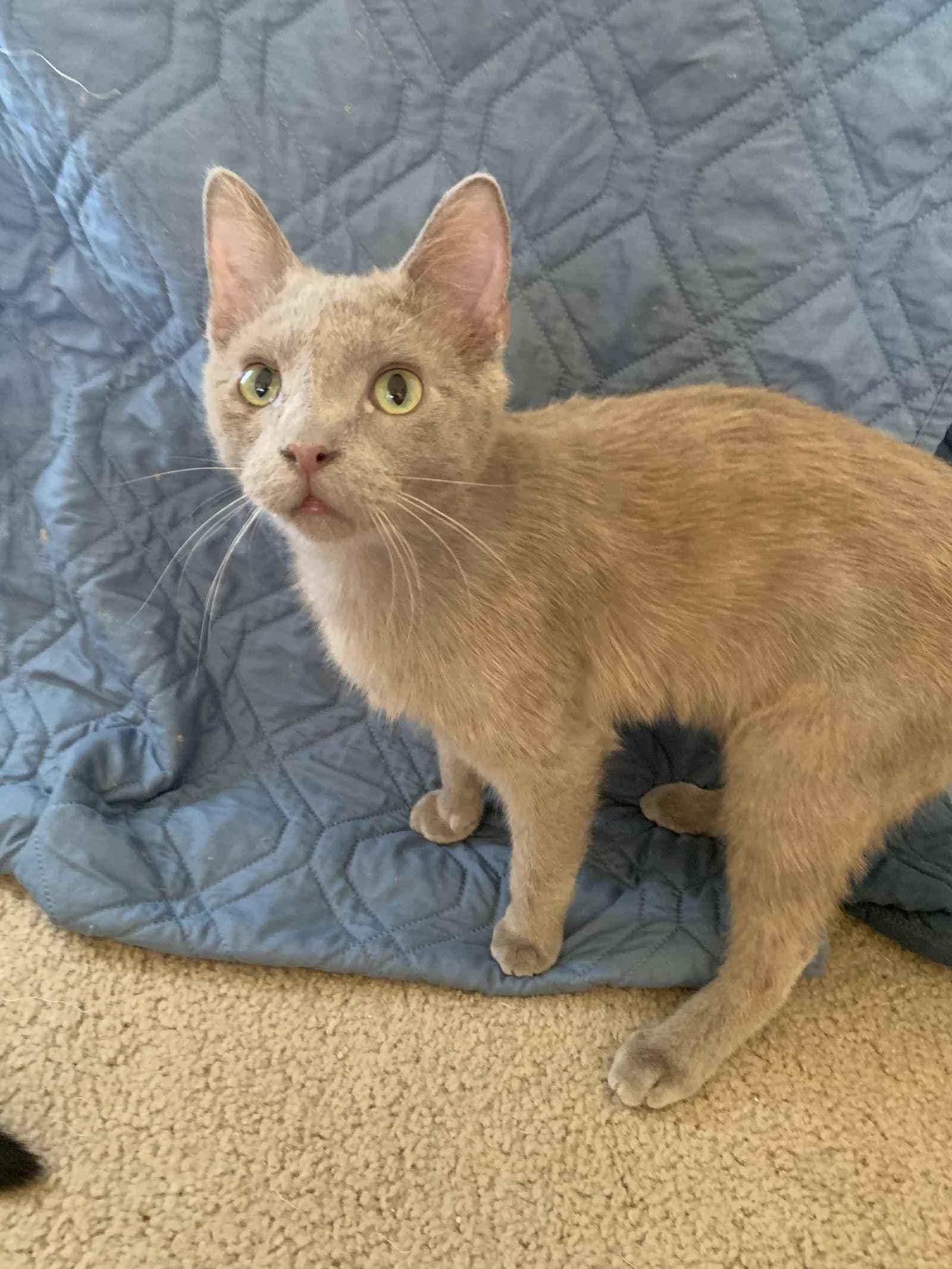 Sable - Domestic Short Hair