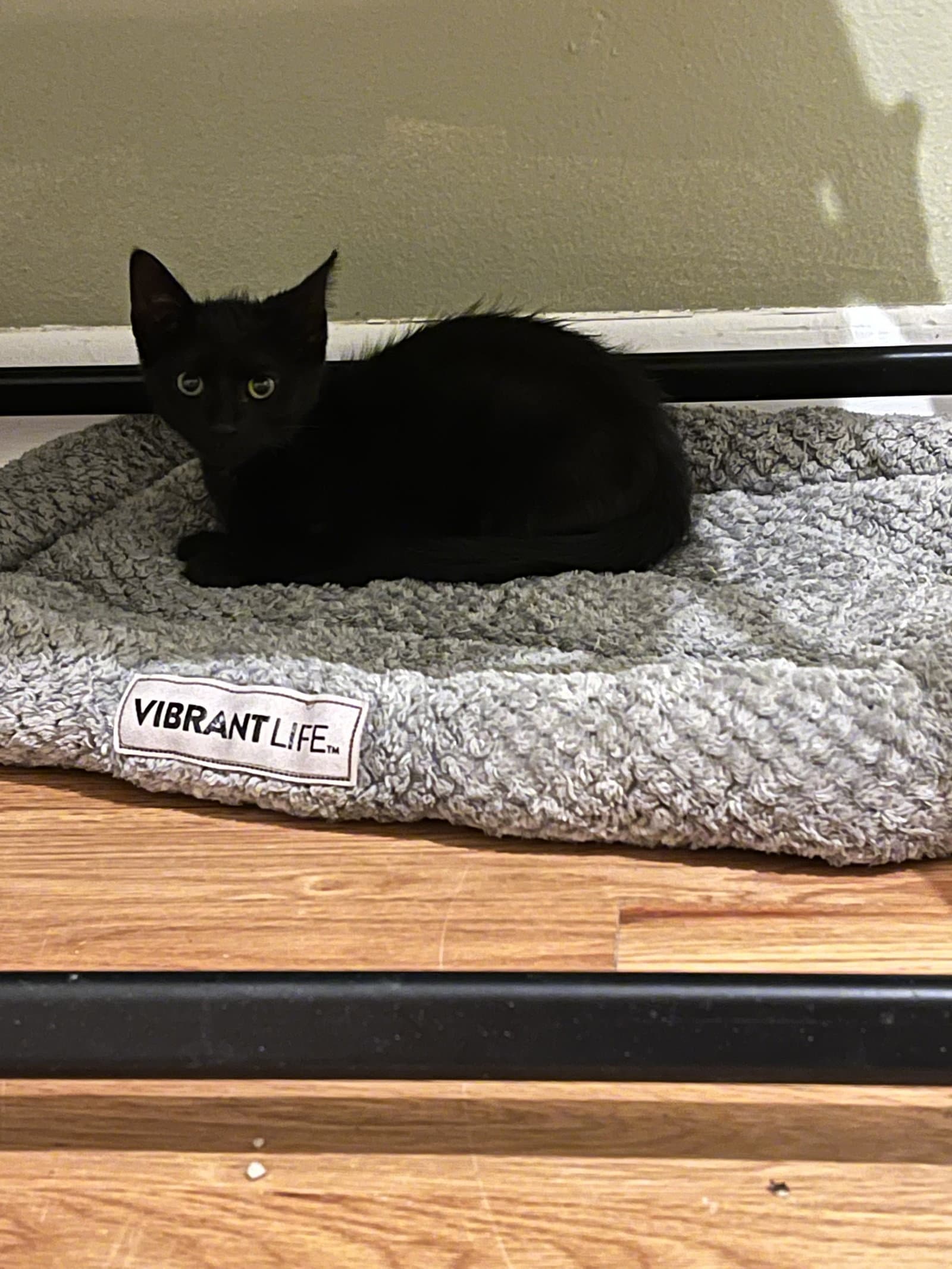 Jingle Bell - Domestic Short Hair