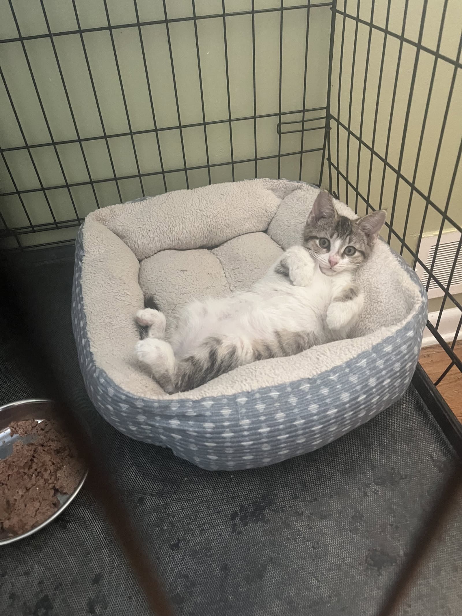 Liberty Bell - Domestic Short Hair
