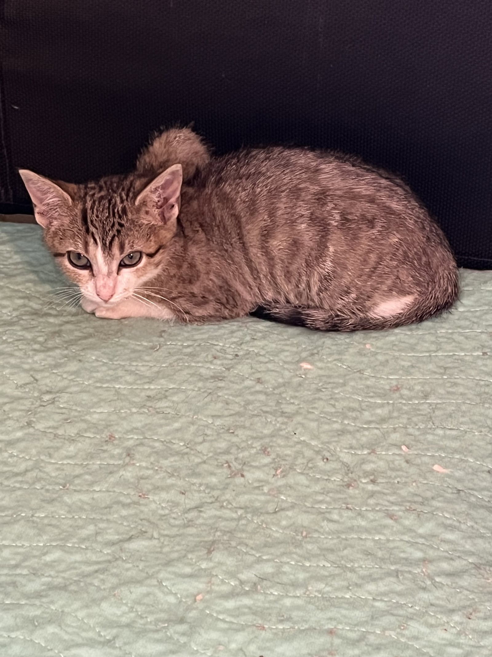 Mountain Bell - Domestic Short Hair