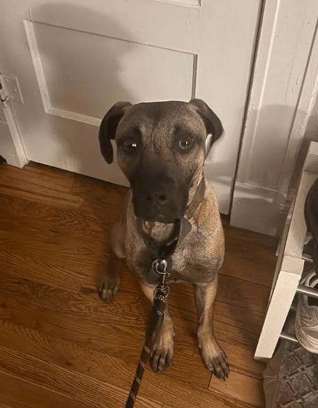 Percy - Black Mouth Cur